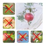MR FIVE 9.8 x 9.5 ft Bird Barrier Netting Mesh with Drawstring,Extra Large Bird Netting for Fruit Trees,Garden Tree Net for Protect Fruit Tree Vegetable Flower