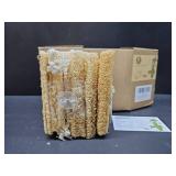 6 Pack Luffa Sponges Gentle Exfoliating Body Scrubber for Shower Natural Loofah Sponge Unveil Your Skin