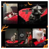 Purrzone Gothic Cat Beds Fits up to 25 lbs, Washable Coffin Cat Bed, Goth Pet Bed, Halloween House 24 * 16.9 Inch, Red & Black Small
