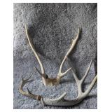 Natural Whitetail Deer Antler Shed