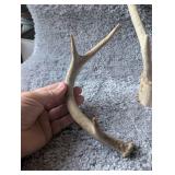 Natural Whitetail Deer Antler Shed
