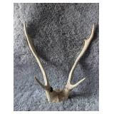 Natural Whitetail Deer Antler Shed