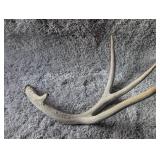Natural Whitetail Deer Antler Shed