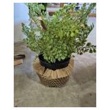 Potted Fern