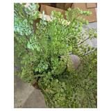 Potted Fern