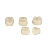 Teeth Crown, Temporary Resistable Crown of Teeth with Different Sizes Oral Care Posterior Crown