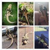 ADOGGYGO Bearded Dragon Lizard Leash Harness - 3 Size Pack Dinosaur Wing Lizard Harness Leash for Bearded Dragon Lizard Reptiles