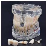 Dentistry Practice Teeth