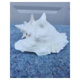 Natural White Conch Shell Specimen