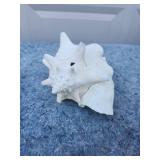 Natural White Conch Shell Specimen
