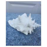Natural White Conch Shell Specimen