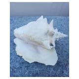 Natural White Conch Shell Specimen