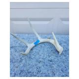 Genuine Whitetail Deer Antler