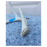 Genuine Whitetail Deer Antler