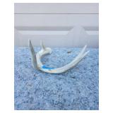 Genuine Whitetail Deer Antler