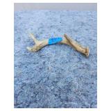 Identified Animal Bone Specimen