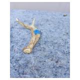 Identified Animal Bone Specimen