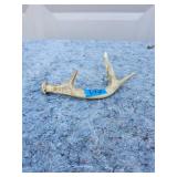 Identified Animal Bone Specimen