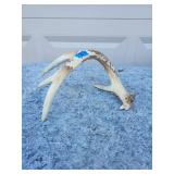Authentic Whitetail Deer Antler