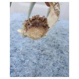 Authentic Whitetail Deer Antler
