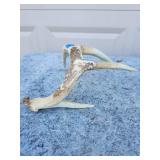 Authentic Whitetail Deer Antler