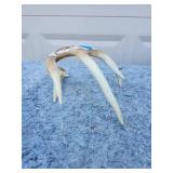 Authentic Whitetail Deer Antler
