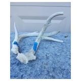 Naturally Shed Deer Antlers with Blue Tags