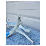 Naturally Shed Deer Antlers with Blue Tags