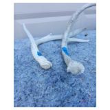 Naturally Shed Deer Antlers with Blue Tags