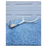 Natural Shed Deer Antler