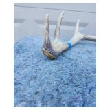 Natural Shed Deer Antler