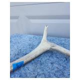 Natural Shed Deer Antler