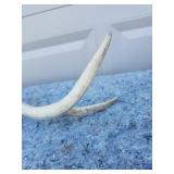 Natural Shed Deer Antler