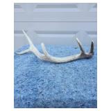 Natural Shed Deer Antler