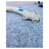 Authentic Deer Antler Specimen