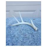 Natural Whitetail Deer Antler Shed