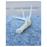 Natural Whitetail Deer Antler Shed