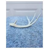 Natural Whitetail Deer Antler Shed