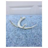 Natural Whitetail Deer Antler Shed