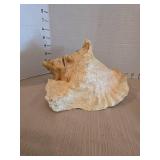 Natural queen conch shell