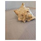 Natural queen conch shell