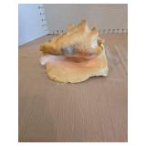 Natural queen conch shell