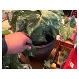 GREENERY DECORATIONS- BB