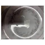 SANGO SIERRA PINES DISH SET- OF