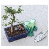 Horticultural Bonsai Pumice Soil Amendment (2 LB), Supplement for Bonsai and Cactus Indoor Plants - Retail: $15