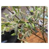 4FT Olive Tree Artificial Plant with Lifelike Fruit