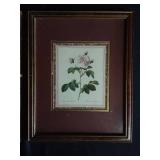 BOTANICAL ROSES PRINTS FRAMED Approximately 15 by 12 BOTANICAL ROSES PRINTS FRAMED Approximately 15 by 12