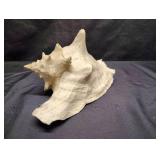 LARGE CONCH SHELL LARGE CONCH SHELL