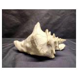 LARGE CONCH SHELL LARGE CONCH SHELL