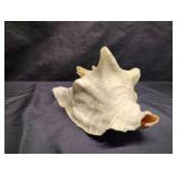 LARGE CONCH SHELL LARGE CONCH SHELL